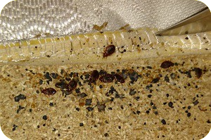 Bedwantsen bestrijden